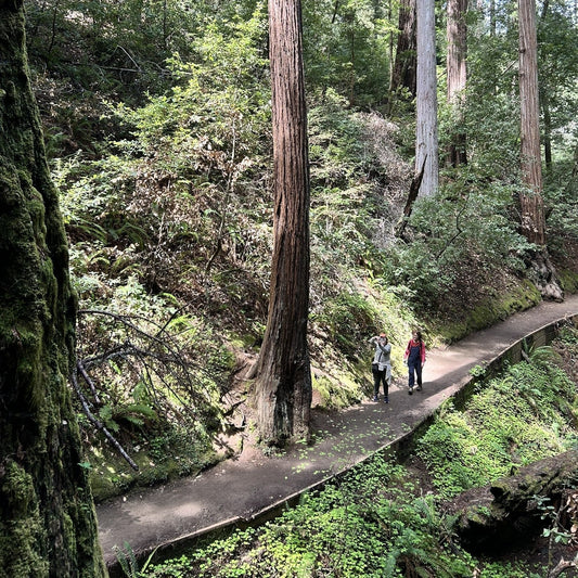A First-Timer’s Guide to Muir Woods National Monument